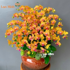 Lan hồ điệp màu cam sọc 2 vòi - HD236