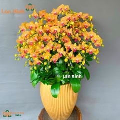 Lan hồ điệp màu cam sọc 28 cành - HD243