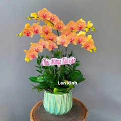 Lan hồ điệp màu cam sọc 5 cành - HD159