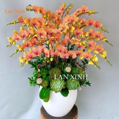 lan hồ điệp màu cam sọc mix sen đá