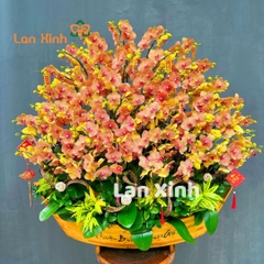 Lan hồ điệp màu cam sọc thuyền gỗ HD283