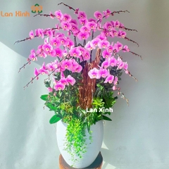 Lan hồ điệp hồng 18 cành mix gỗ lũa - HD456