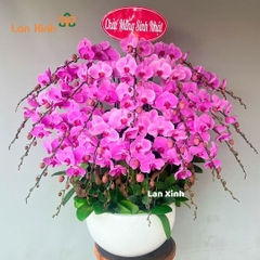 lan hồ điệp màu hồng 30 cành