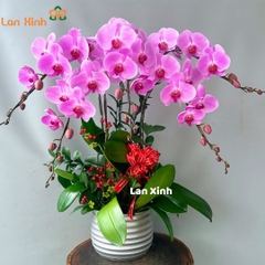 Lan hồ điệp màu hồng cánh sen 5 cành - HD390