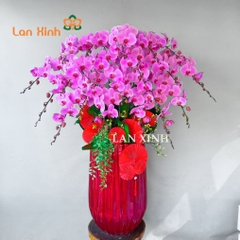 Lan hồ điệp màu hồng chậu cao cấp