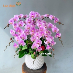 Lan hồ điệp màu hồng phấn 10 cành - HD360