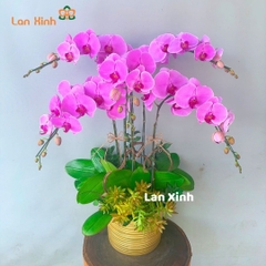 Lan hồ điệp màu hồng phấn 5 cành - HD296