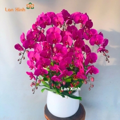 Lan hồ điệp màu tím 10 cành - HD340