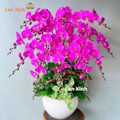 Lan hồ điệp màu tím 15 cành - HD305