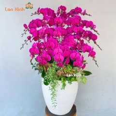 Lan hồ điệp màu tím 20 cành - HD361