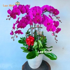 Chậu hoa lan hồ điệp màu tím 5 cành -