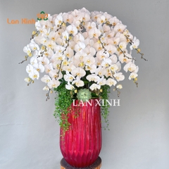 Lan hồ điệp màu trắng 20 cành chậu cao cấp - HD569