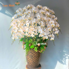 Lan hồ điệp màu trắng 35 cành
