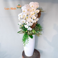 Lan hồ điệp trắng 5 cành cắm nghệ thuật