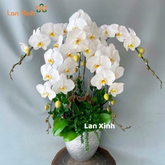 Lan hồ điệp màu trắng 5 cành - HD310