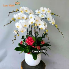 Lan hồ điệp màu trắng 7 cành -  HD327