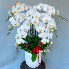Lan hồ điệp màu trắng 7 cành -  HD327