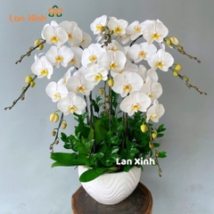 Lan hồ điệp màu trắng 8 cành - HD502