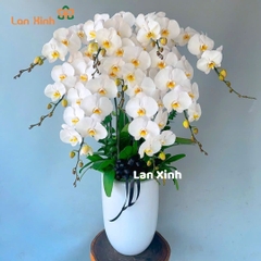 Lan hồ điệp màu trắng 9 cành - HD346