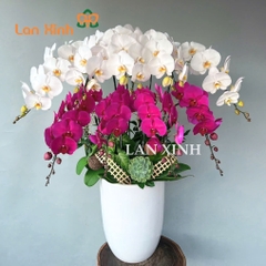 lan hồ điệp màu trắng tím 9 cành