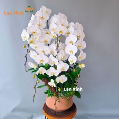 Lan hồ điệp màu trắng VIP 5 cành - HD509