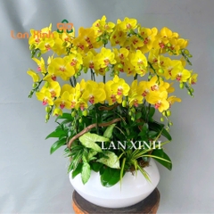 lan hồ điệp màu vàng 15 cành chậu thấp