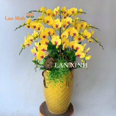 Lan hồ điệp màu vàng 15 cành