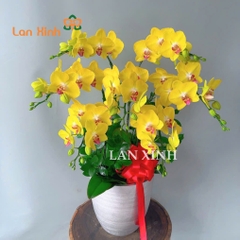 lan hồ điệp màu vàng 7 cành
