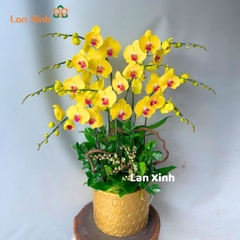 Lan hồ điệp màu vàng 9 cành - HD339