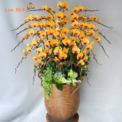 Lan hồ điệp màu vàng lưỡi đỏ 25 cành - HD363