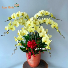 Lan hồ điệp màu xanh 7 cành - HD420