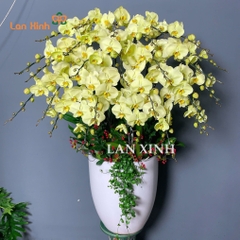 Lan hồ điệp màu xanh bơ 25 cành