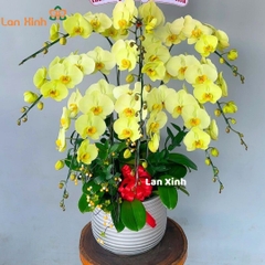 Lan hồ điệp màu xanh bơ 9 cành