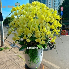 Lan hồ điệp màu xanh cốm 25 cành