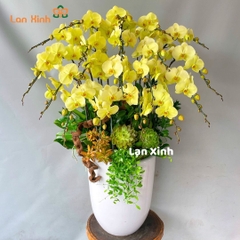 Lan hồ điệp màu xanh cốm - HD369