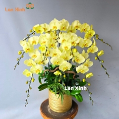 Chậu hoa lan hồ điệp màu xanh táo 10 cành