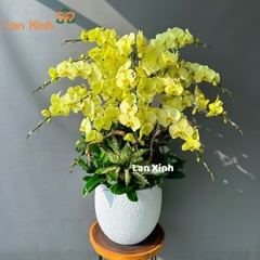 Lan hồ điệp màu xanh táo 15 cành - HD272