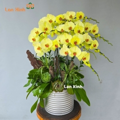 Lan hồ điệp màu xanh táo 9 cành - HD364