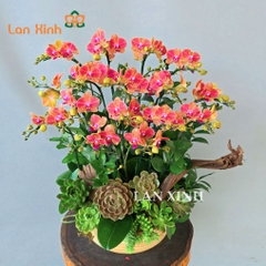 lan hồ điệp mini cam để bàn