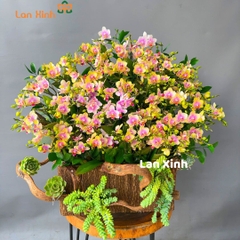 Lan hồ điệp mini cam chậu gỗ - HD131