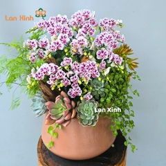 Lan hồ điệp mini đột biến trắng tím