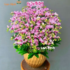 Lan hồ điệp mini hồng 25 cây 2 vòi - HD151