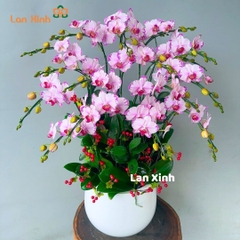 Lan hồ điệp mini hồng 8 cây 2 vòi