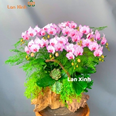 lan hồ điệp mini hồng gỗ lũa 5 cây