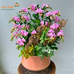 Lan hồ điệp mini hồng gỗ lũa