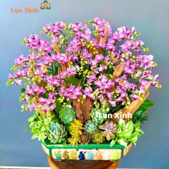 lan hồ điệp mini hồng sen đá gỗ lũa