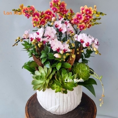 Lan hồ điệp mini mix màu để bàn - HD481