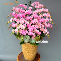 Lan hồ điệp mini nhuộm - HD124