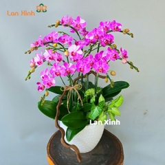 Lan hồ điệp đột biến mini tím - HD327