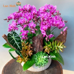 Lan hồ điệp mini tím sen đá - HD366